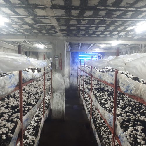 فروش و واگذاری تجهیرات سالن پرورش قارچ (بدون پیش پرداخت)