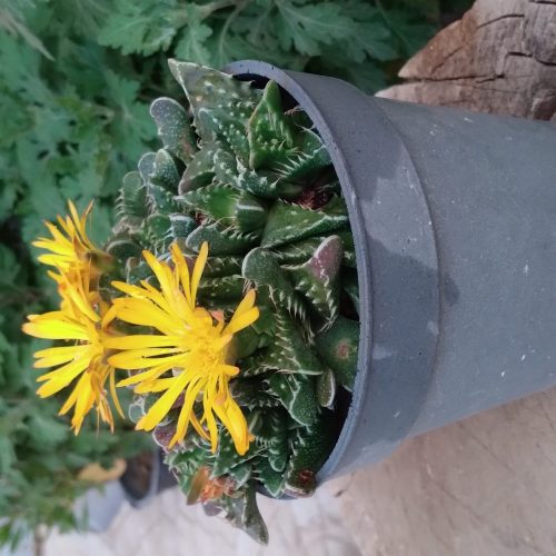 گل های شاداب و زیبا