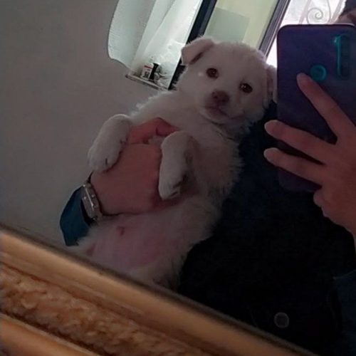 توله اشپیتز