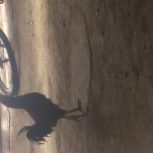 به دلیل جنگ با خروس دیگر