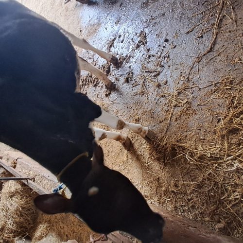 چند رس گاو و گوساله جنس خوب به فروش میرسد