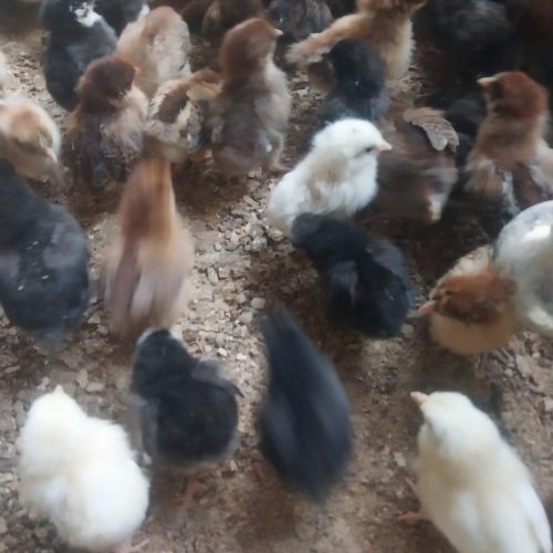 فروش جوجه مرغ بومی گلپایگانی