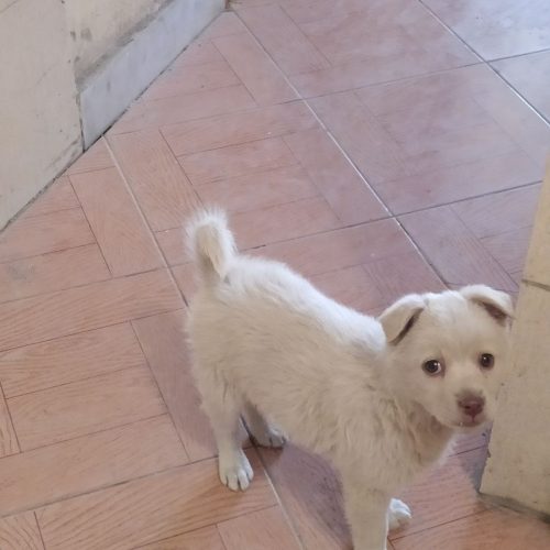 توله اشپیتز