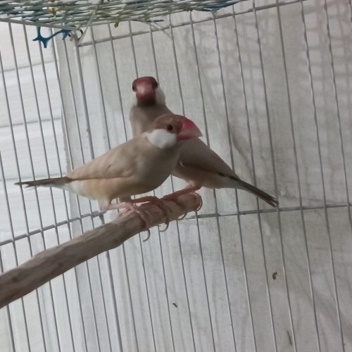 1جفت فنچ نرگسی شکلاتی