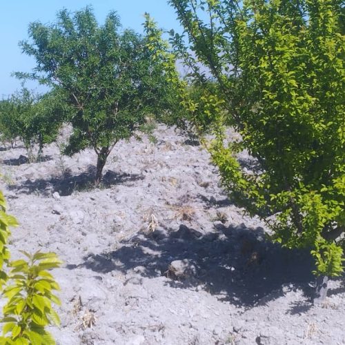 فروش باغ و زمین کشاورزی