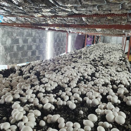 فروش و واگذاری تجهیرات سالن پرورش قارچ (بدون پیش پرداخت)