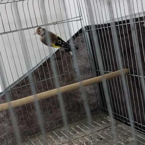 فروش سهره ماده