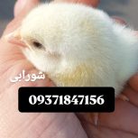 جوجه یکروزه