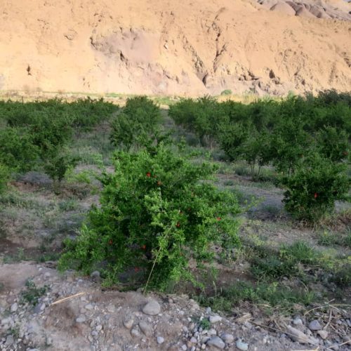 باغ انار و گلابی