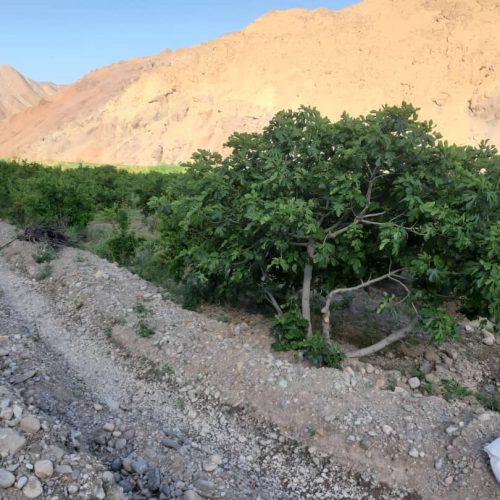 باغ انار و گلابی