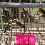 کوتوله برزیلی