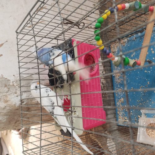 جفت مرغ عشق بالغ،بدون قفس