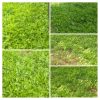 شیتل درجه یک