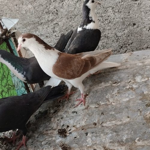 کبوتر ساده ریس