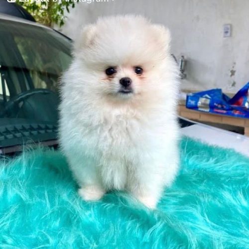 نگهداری حیوانات