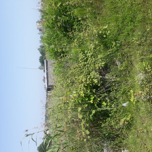 زمین ساحلی مسکونی