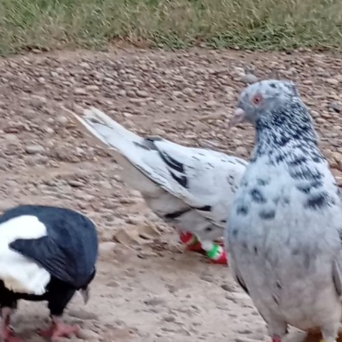 فروش کبوتر دم سفید کوهی