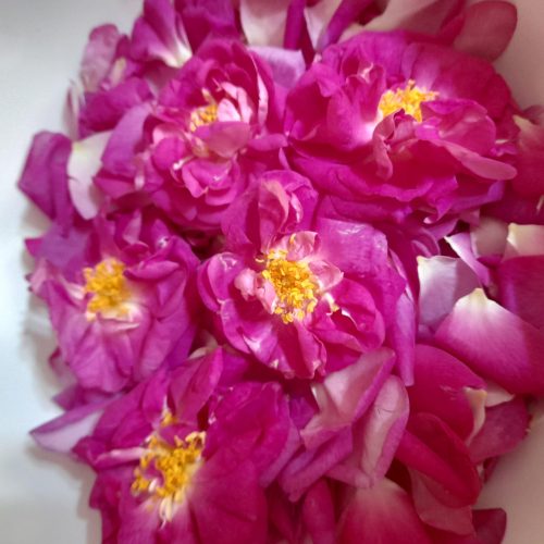 گل محمدی اعلا و تازه