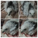 شکاری پرنده