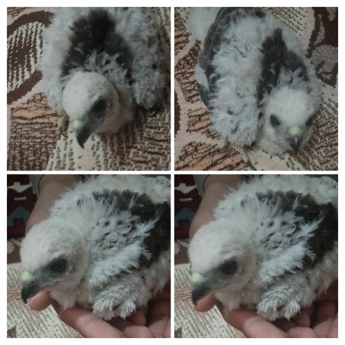 شکاری پرنده