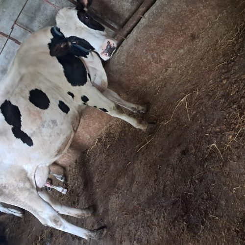 چند رس گاو و گوساله جنس خوب به فروش میرسد