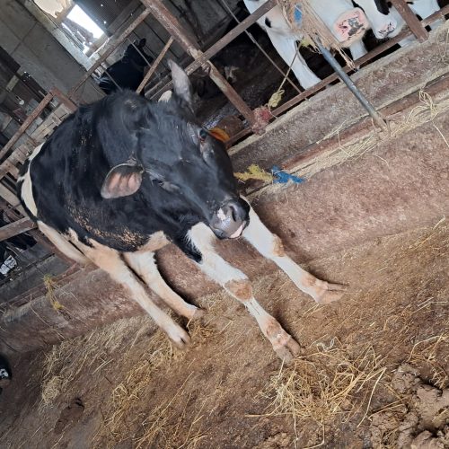 گاو گوساله جنس خوب