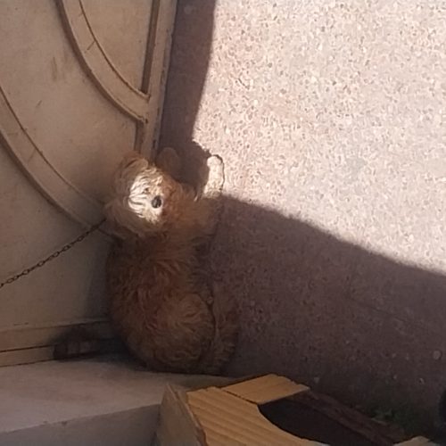 شیتزو یک سال و نیم