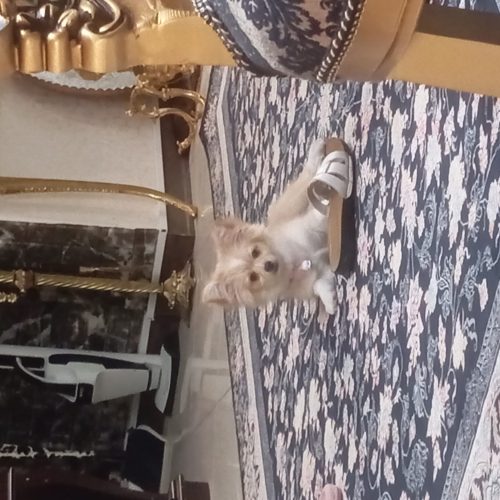 سگ اشپیتزو پامر میکس