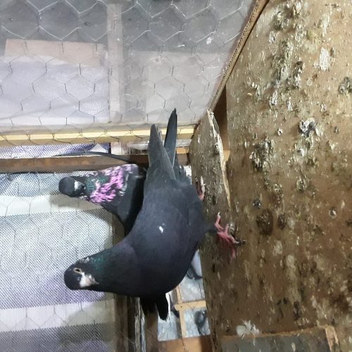 8عددطوقی خوب پرشی