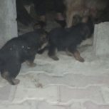 واگزاری توله ژرمن شپرد اصیل پاخرگوشی شیب دار قیمت مناسب