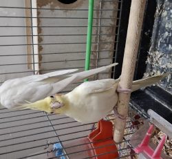 🦜فروش عروس هلندی🦜