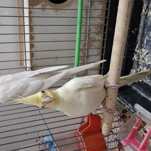 🦜فروش عروس هلندی🦜