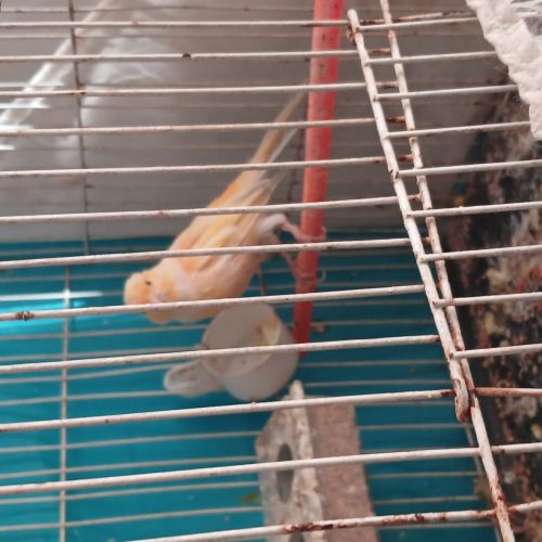 یک قناری نر مست خون