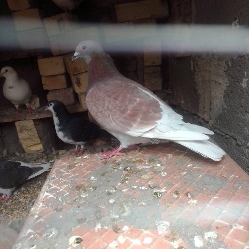 کبوتر اوغون