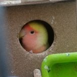 عروس هلندی یک پرنده کوتوله مکزیکی