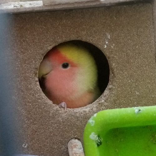 عروس هلندی یک پرنده کوتوله مکزیکی