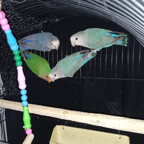 عروس.کوتوله مرغ عشق