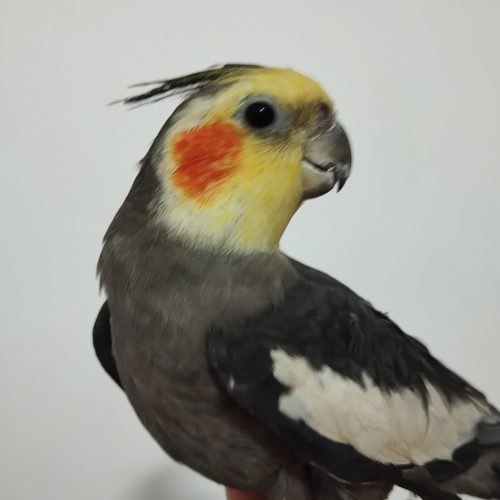 دو جفت عروس هلندی با قفس