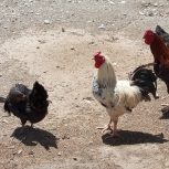 سه عدد خروس جوان معاوضه با مرغ