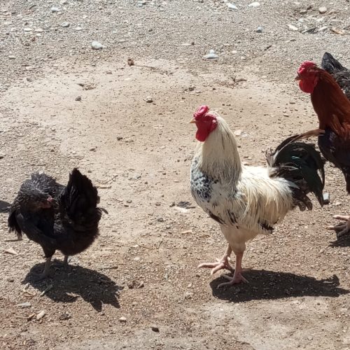 سه عدد خروس جوان معاوضه با مرغ