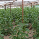 دو جریب گلخونه