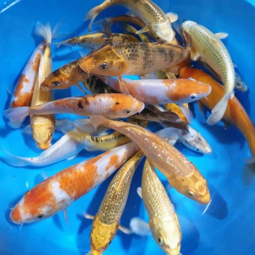 ماهی کوی رنگارنگ اصیل شاداب استخر برکه حوض آب