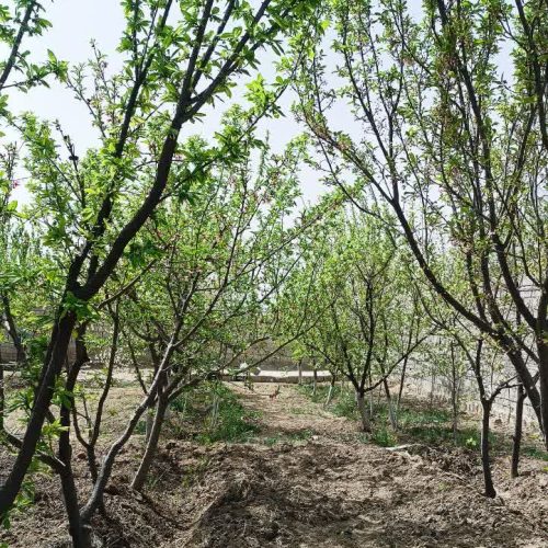 فروش رمین 230 متری