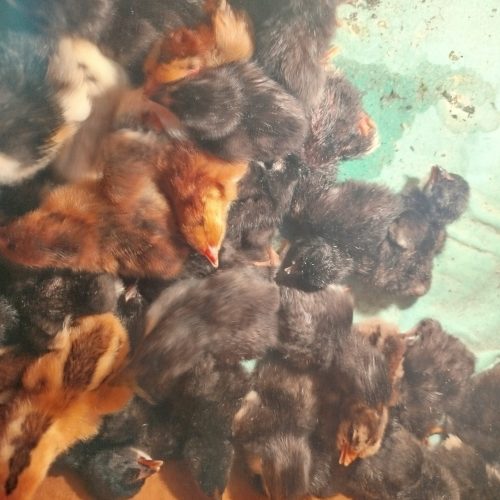 جوجه محلی اصیل کرچ شو تبار دار درجه یک