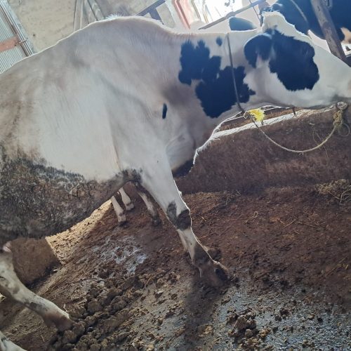 چند رس گاو و گوساله جنس خوب به فروش میرسد