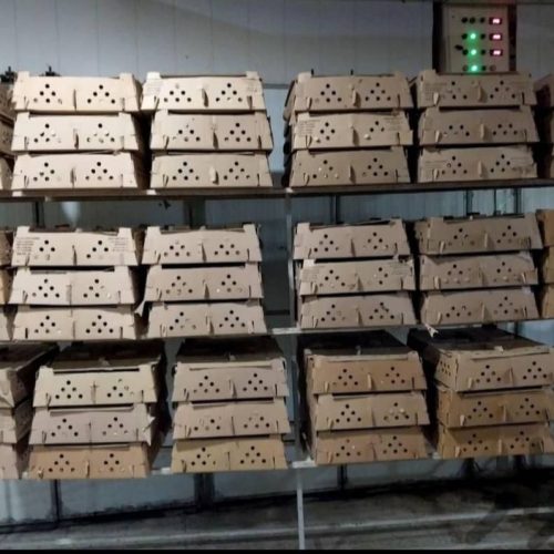 جوجه گلپایگان درجه یک