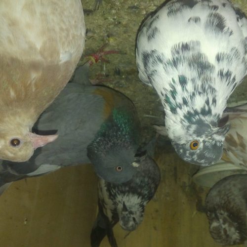 پرنده  وکمتر