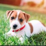 طوله سگ جکی 3 دانه