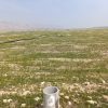 زمین کشاورزی دربهبهان