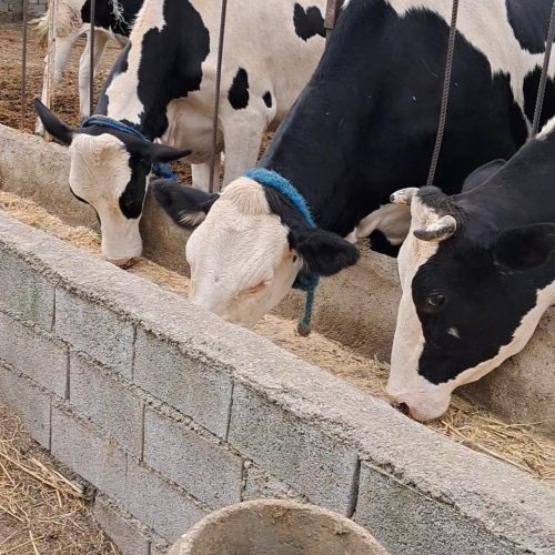 گاو گوساله جنس خوب